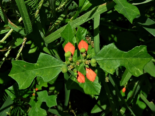 {Euphorbia cyathophora}